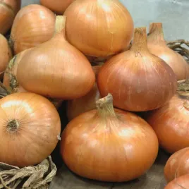 cebula-cymes-najlepsza-na-dymke-nasiona-warzyw-cebuli