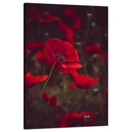 obraz-na-plotnie-botanika-czerwone-maki-80x120-cm-polne-kwiaty-laka-natura