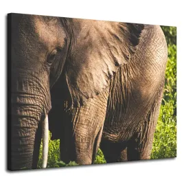 obraz-na-plotnie-zwierzeta-slon-zblizenie-100x80-egzotyczna-natura-trawa
