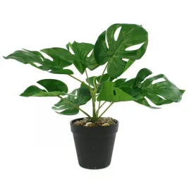 monstera-w-doniczce-11-x-30cm