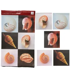 naklejki-samoprzylepne-muszle-175-x-175-cm-6-szt