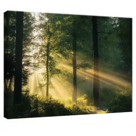 obraz-na-plotnie-sciane-las-natura-drzewa-do-sypialni-salonu-kuchni-100x70