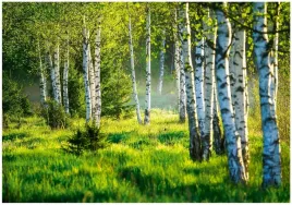 fototapeta-las-brzozowy-drzewa-natura-laka-salon-sypialnia-tapeta-400x280