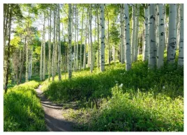 fototapeta-las-brzozowy-sloneczny-do-sypialni-salonu-tapeta-scienna-400x280
