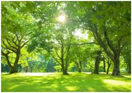 fototapeta-las-slonce-drzewa-natura-laka-do-salonu-sypialni-tapeta-400x280