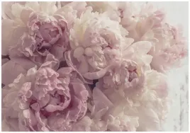 fototapeta-kwiaty-piwonie-rozowe-do-sypialni-salonu-tapeta-scienna-400x280