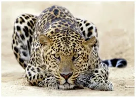 fototapeta-jaguar-afryka-tygrys-do-sypialni-salonu-tapeta-scienna-400x280