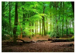 fototapeta-las-natura-drzewa-polana-widok-do-salonu-sypialni-368x254