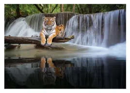 fototapeta-tygrys-3d-wodospad-natura-salon-312x219