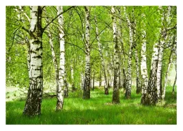 fototapeta-brzozowy-las-3d-drzewa-brzozy-312x219