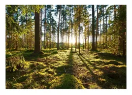fototapeta-sloneczny-las-drzewa-natura-krajobraz-tapeta-na-sciane-416x254