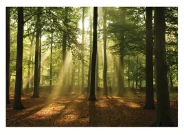 fototapeta-las-drzewa-slonce-natura-salon-254x184