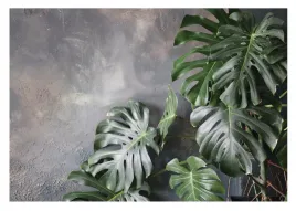 fototapeta-liscie-monstera-beton-vintage-254x184