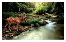fototapeta-jelen-las-drzewa-natura-salon-416x254