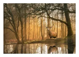 fototapeta-las-drzewa-jelen-3d-natura-mgla-416x254