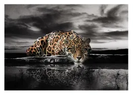 fototapeta-tygrys-jaguar-zwierzeta-jezioro-416x254