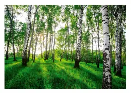 fototapeta-na-flizelinie-las-brzozowy-natura-tapeta-na-sciane-254x184
