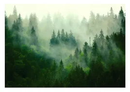 fototapeta-las-we-mgle-mglisty-natura-drzewa-tapeta-sypialnia-salon-368x254