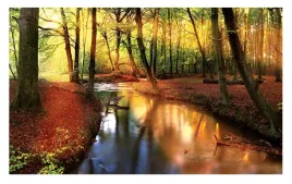 fototapeta-las-sloneczny-natura-rzeka-widok-tapeta-na-sciane-254x184