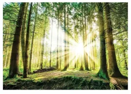 fototapeta-sloneczny-las-natura-widok-drzewa-slonce-tapeta-scienna-416x254