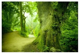 fototapeta-las-3d-natura-drzewo-krajobraz-254x184