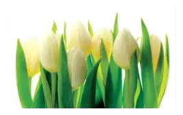 fototapeta-tulipany-kwiaty-3d-tapeta-sypialnia-salon-flizelina-368x254