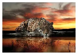 fototapeta-gepard-tygrys-jaguar-safari-3d-416x254
