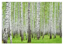 fototapeta-brzozowy-las-drzewa-natura-3d-312x219