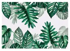 fototapeta-liscie-monstera-nowoczesna-xxl-520x318