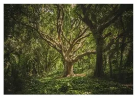 fototapeta-3d-drzewo-las-natura-do-salonu-254x184