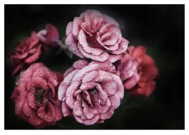 fototapeta-kwiaty-roze-piwonie-czarne-tlo-do-sypialni-salonu-tapeta-368x254