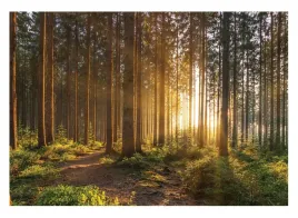 fototapeta-las-drzewa-3d-slonce-natura-widok-tapeta-sypialnia-salon-368x254