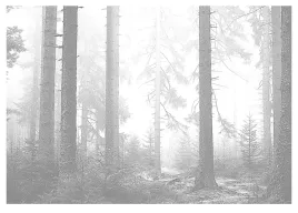 fototapeta-las-we-mgle-drzewa-czarno-biala-254x184