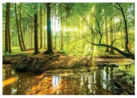 fototapeta-sloneczny-las-drzewa-natura-3d-tapeta-na-flizelinie-520x318