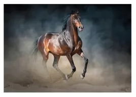 fototapeta-kon-konie-zwierzeta-galop-3d-368x254