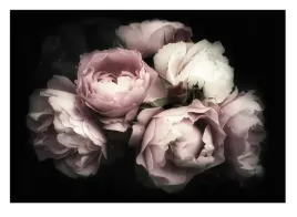 fototapeta-peonie-kwiaty-do-sypialni-3d-254x184