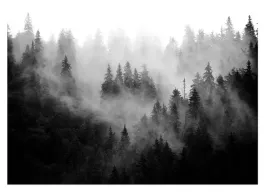 fototapeta-czarno-biala-las-we-mgle-mglisty-las-tapeta-sypialnia-368x254