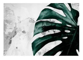fototapeta-liscie-monstera-na-betonie-natura-imitacja-tynk-tapeta-254x184