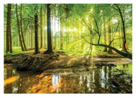 fototapeta-las-slonce-3d-drzewa-do-sypialni-salonu-tapeta-na-sciane-368x254
