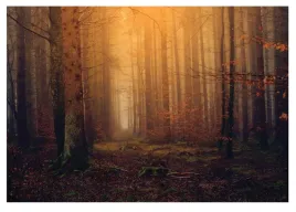 fototapeta-las-jesien-drzewa-natura-tapeta-na-flizelinie-sciane-368x254