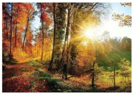 fototapeta-las-krajobraz-natura-laka-xxl-254x184