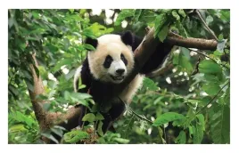 fototapeta-panda-dzungla-drzewo-rosliny-254x184