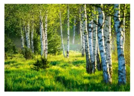 fototapeta-na-flizelinie-brzozowy-las-drzewa-natura-widok-tapeta-312x219