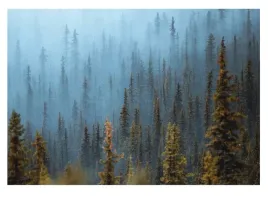 fototapeta-las-we-mgle-drzewa-gory-natura-tapeta-na-flizelinie-368x254