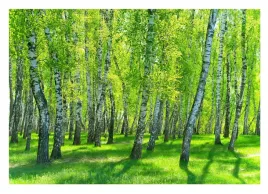 fototapeta-las-brzozowy-3d-drzewa-natura-416x254