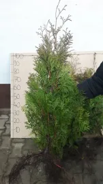 thuja-tuja-brabant-70-100cm-super-gesty-zywoplot