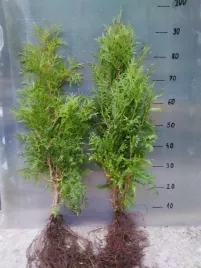 thuja-tuja-brabant-70-100cm-super-gesty-zywoplot-super-sadzonki