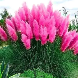 rozowa-trawa-pampasowa-sadzonki-w-donicy-cortaderia-trawa-ozdobna-rozowa