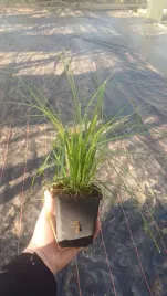 rozowa-trawa-pampasowa-sadzonki-w-donicy-cortaderia-trawa-ozdobna-rozowa