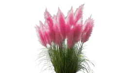 rozowa-trawa-pampasowa-sadzonki-w-donicy-cortaderia-trawa-ozdobna-rozowa